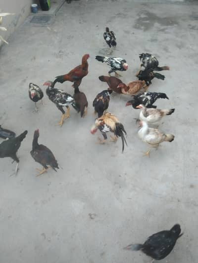ASEEL HEN AND CHICKEN HOME BREAD AND NO FEED ONLY ORGANIC FOOD
