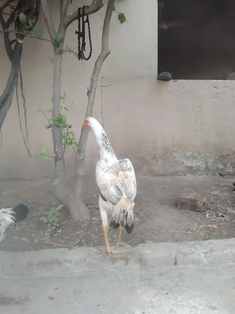 ASEEL HEN AND CHICKEN HOME BREAD AND NO FEED ONLY ORGANIC FOOD — photo 2