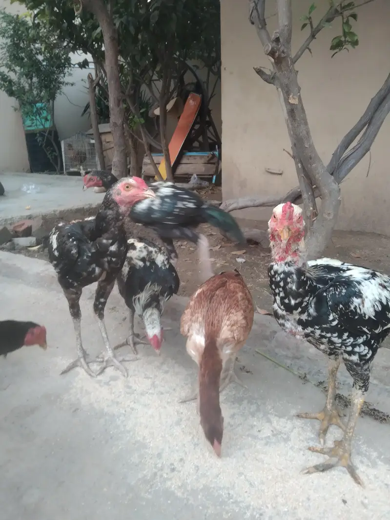 ASEEL HEN AND CHICKEN HOME BREAD AND NO FEED ONLY ORGANIC FOOD — photo 3