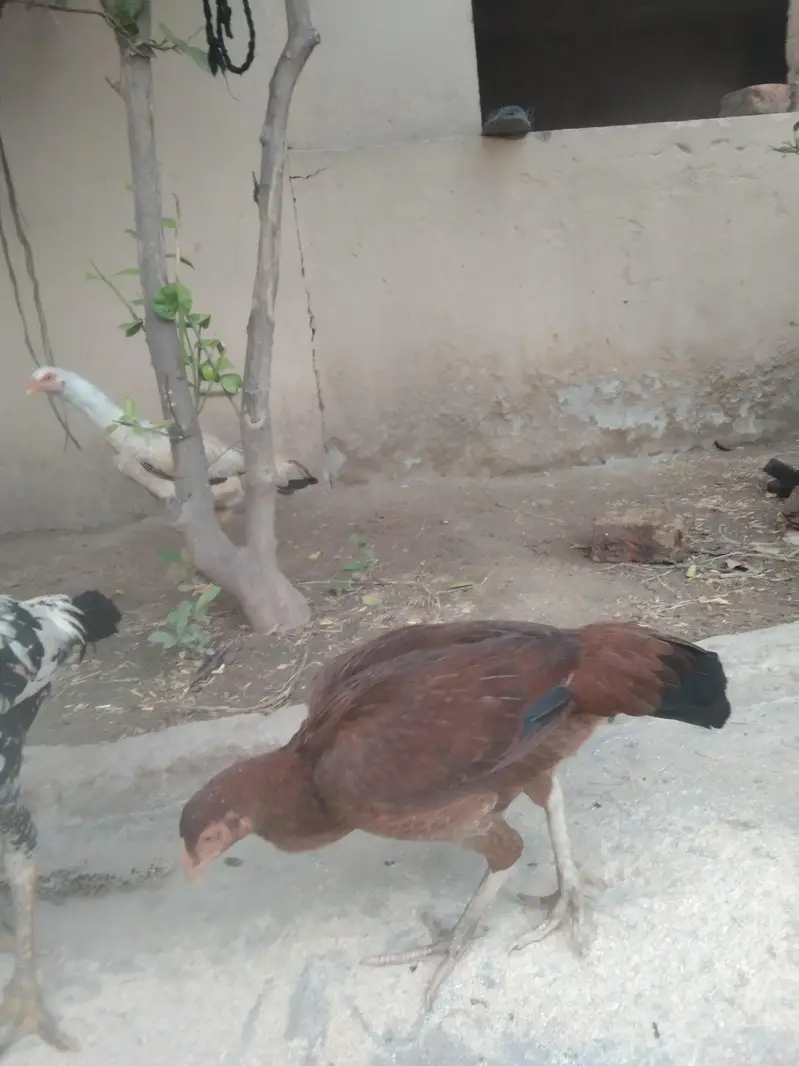 ASEEL HEN AND CHICKEN HOME BREAD AND NO FEED ONLY ORGANIC FOOD — photo 4