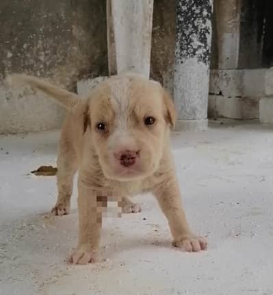 Pitbull male pup