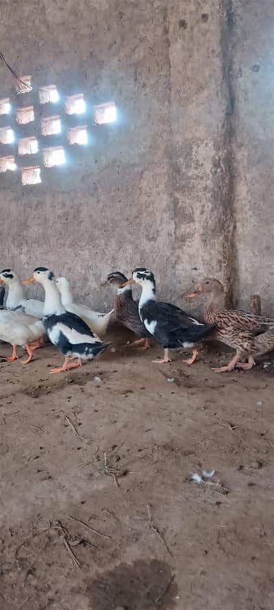Home breed Ducks