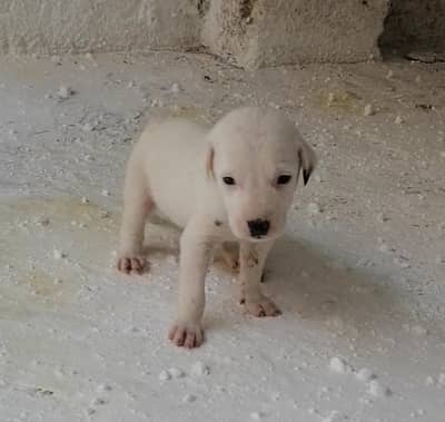 bully gultair female puppy