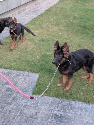 German shepherd (GSD)