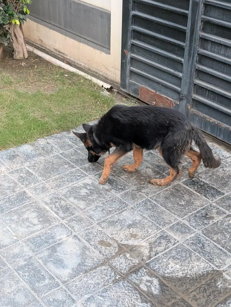 German shepherd (GSD) — photo 2