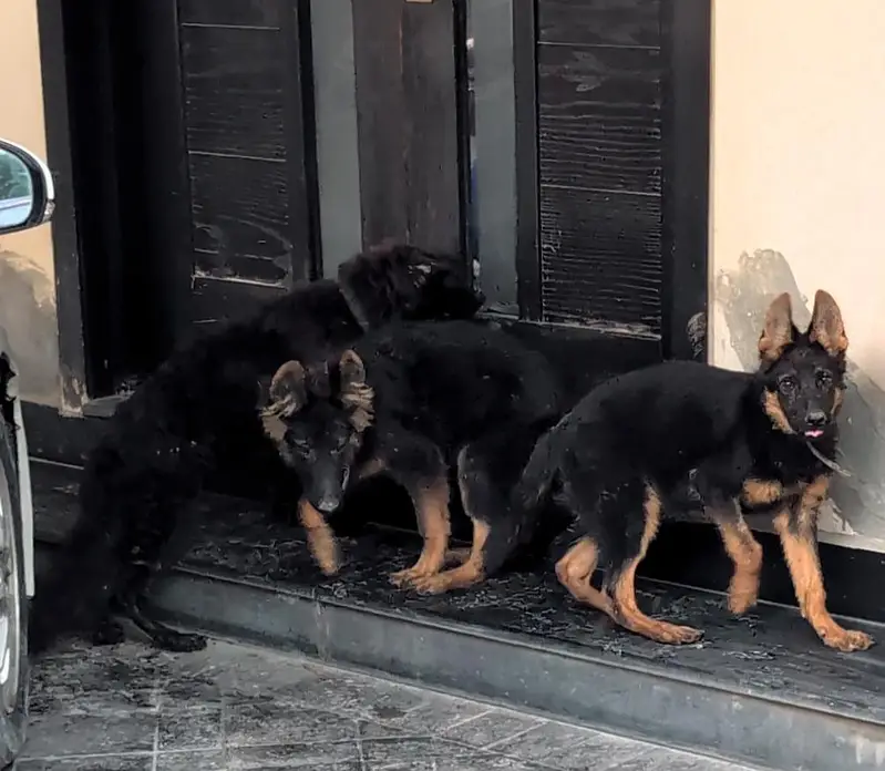 German shepherd (GSD) — photo 3