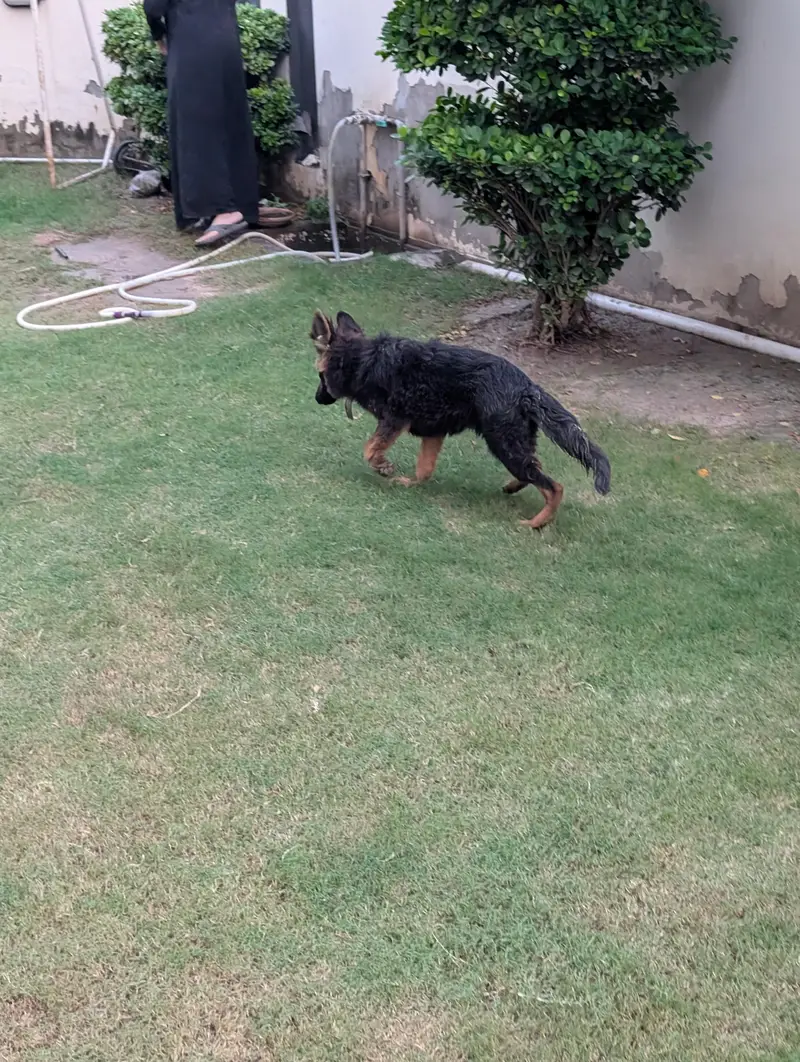 German shepherd (GSD) — photo 4