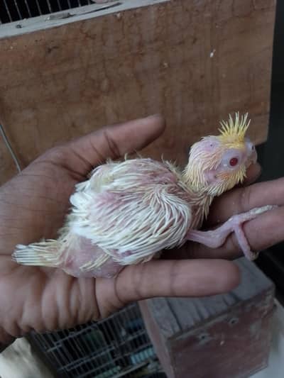 Cocktail Baby Chick