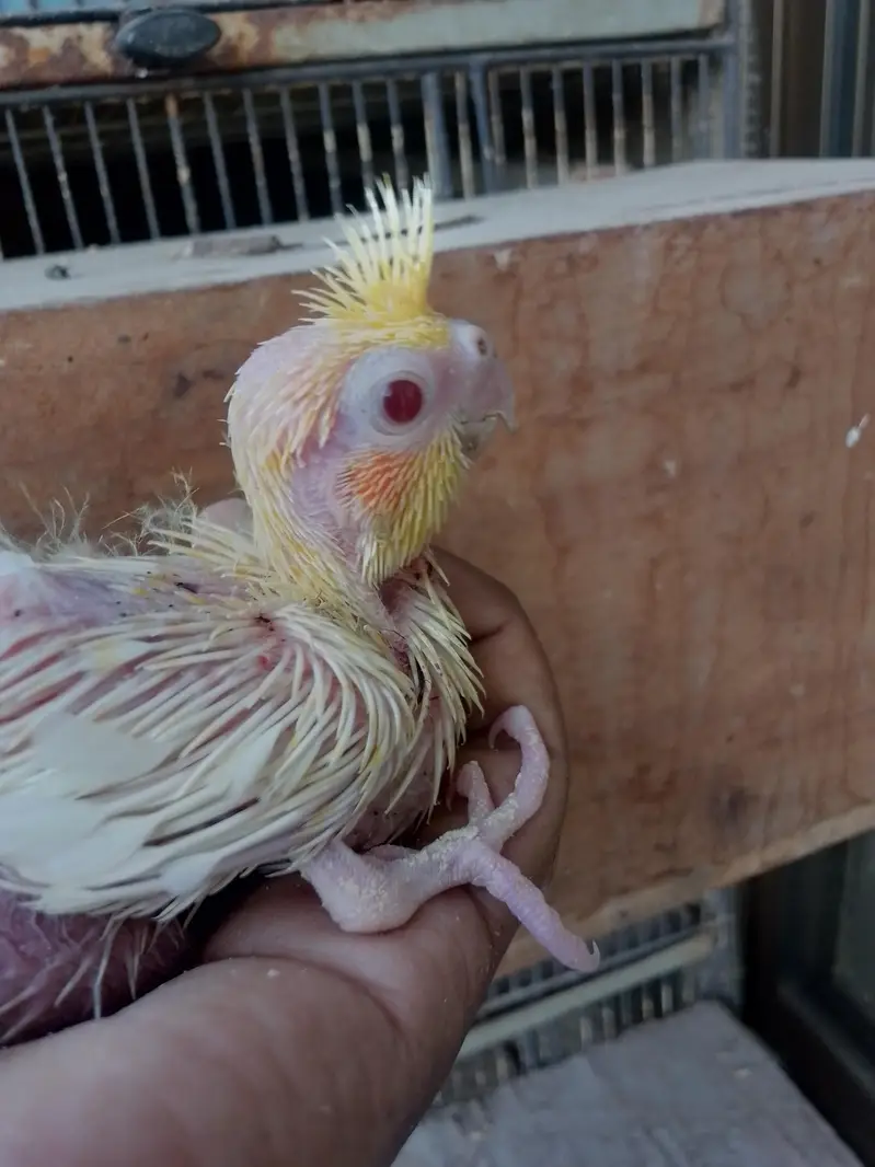 Cocktail Baby Chick — photo 2