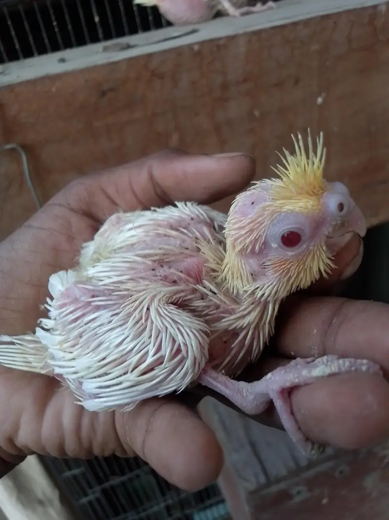 Cocktail Baby Chick — photo 3