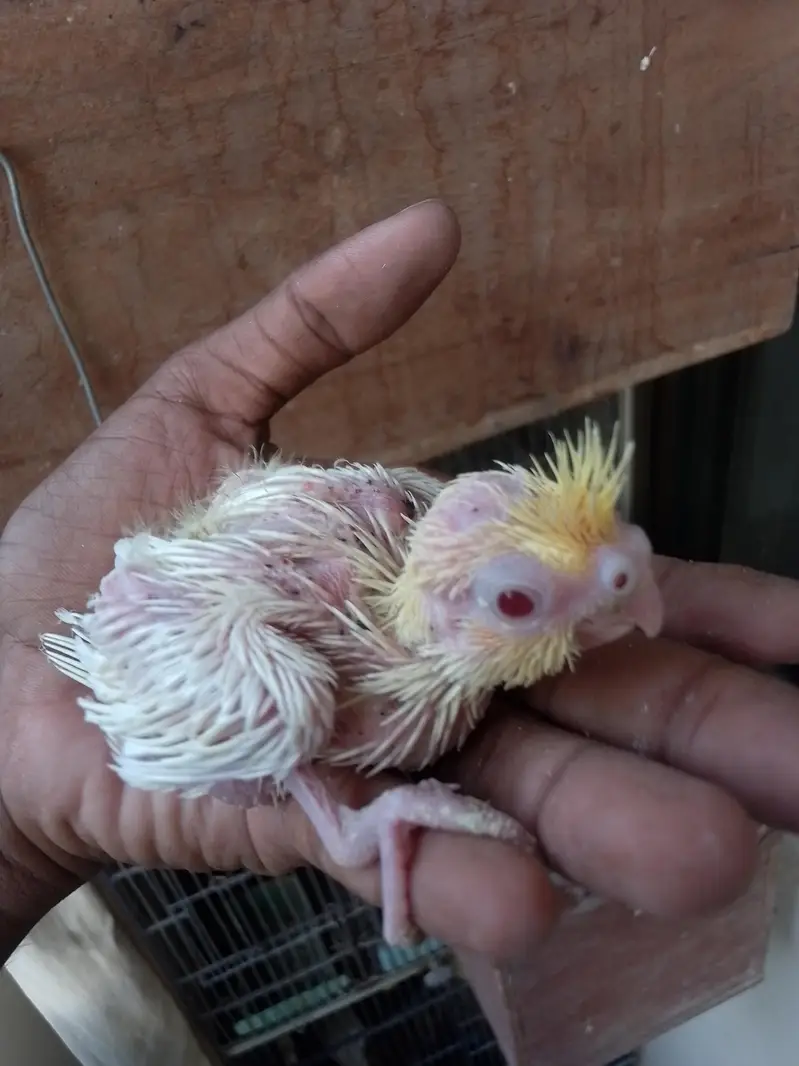 Cocktail Baby Chick — photo 4