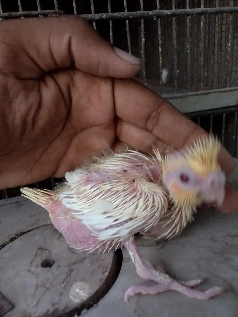 Cocktail Baby Chick — photo 5