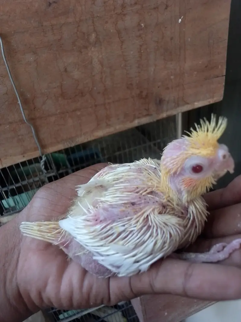 Cocktail Baby Chick — photo 7