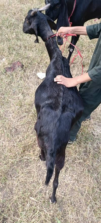 Beetal Goat for sale