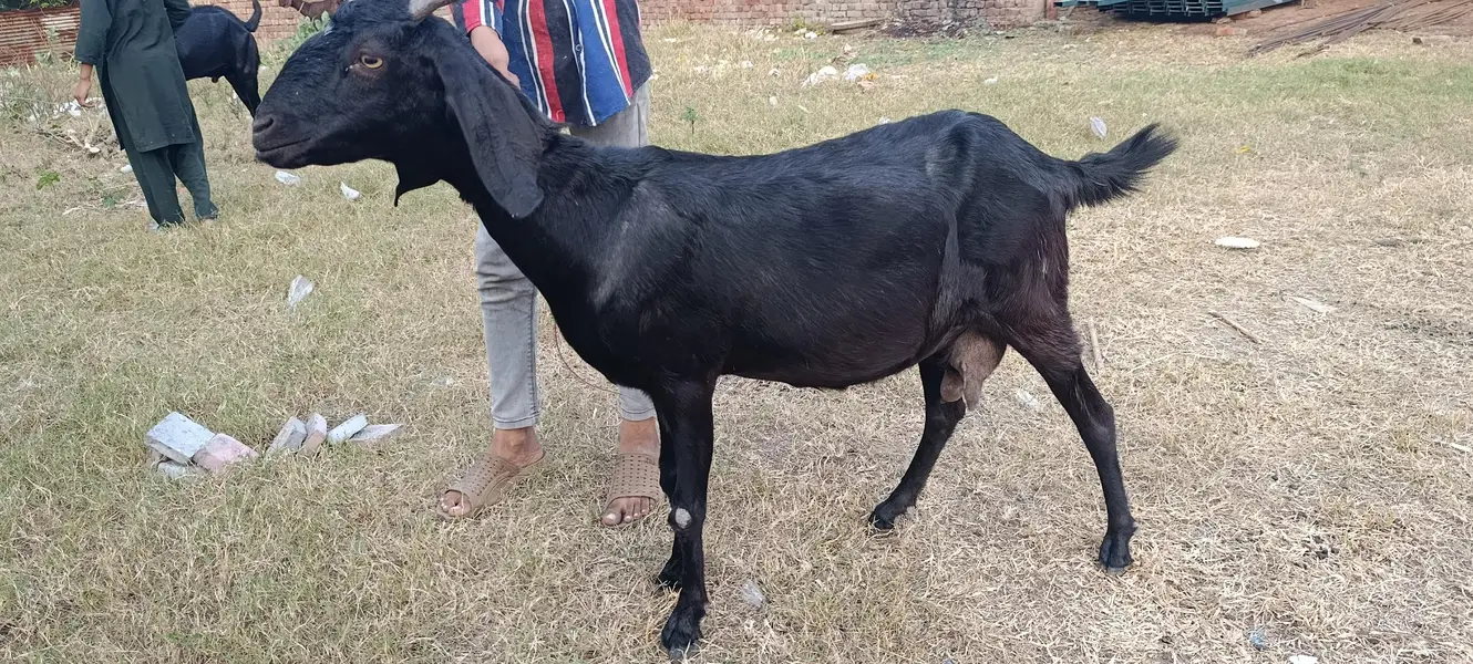 Beetal Goat for sale — photo 2