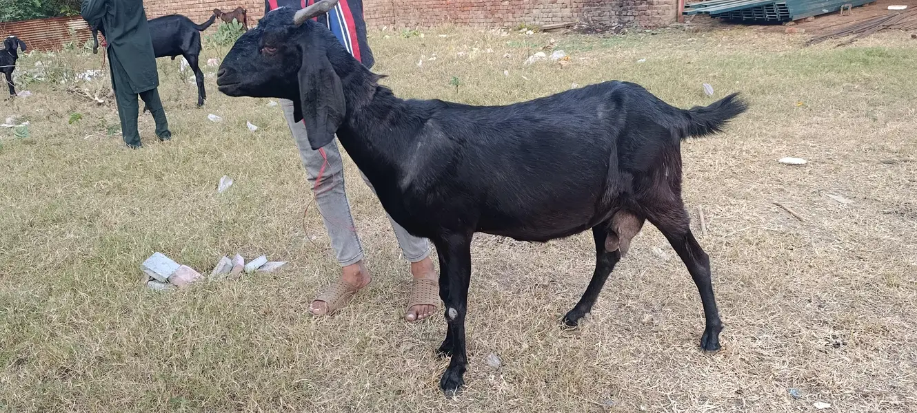Beetal Goat for sale — photo 3