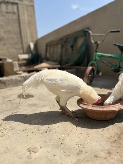 1 year old pair patha and pathi pure Heera