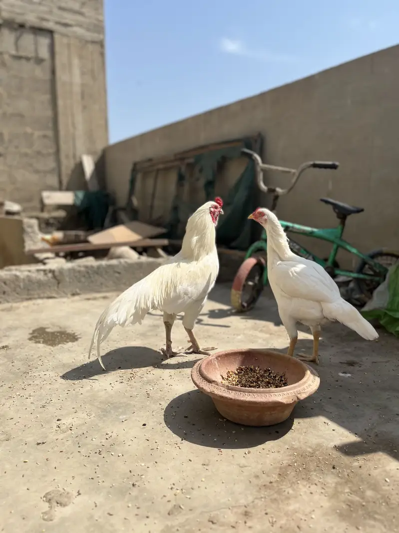 1 year old pair patha and pathi pure Heera — photo 2