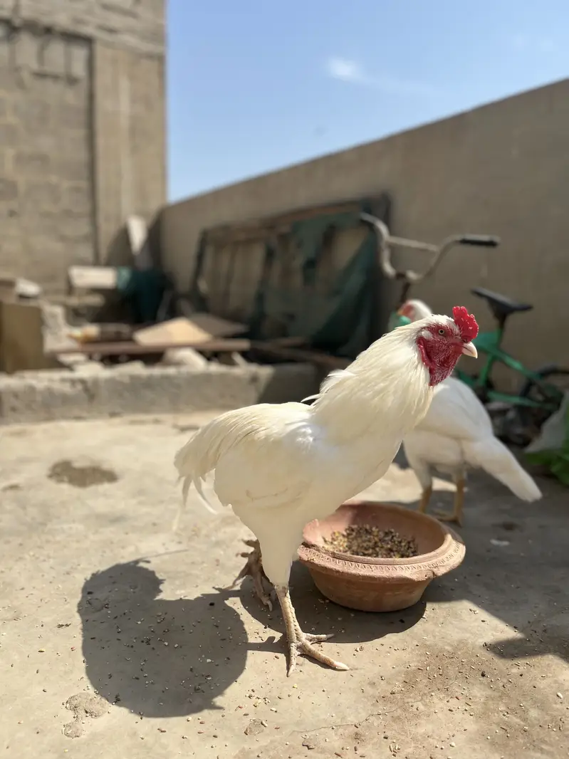 1 year old pair patha and pathi pure Heera — photo 3