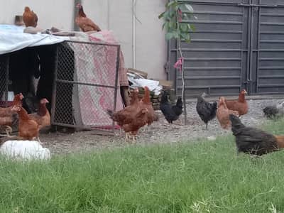 golden misri hens  best in laying eggs