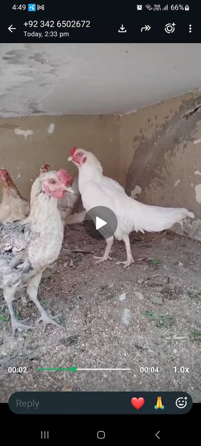 Aseel heera +lakhi