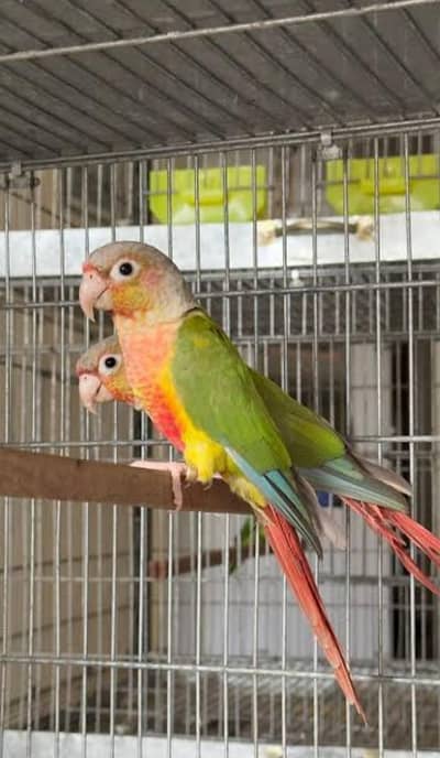 Pineapple conour red factor semi tame pair available for sale.