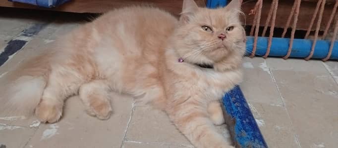 Persian Cat Golden - Healthy & Playful - For Sale in Khanpur