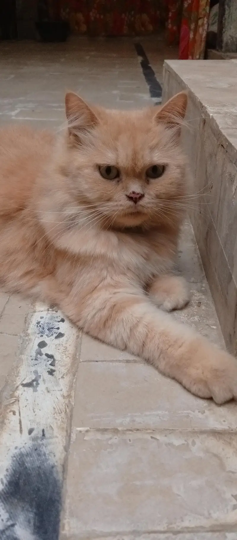 Persian Cat Golden - Healthy & Playful - For Sale in Khanpur — photo 2