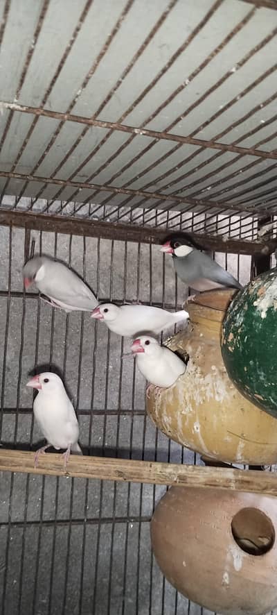 Jawa pair for sell and dive Pair jawa ny nestling ki hoi hai