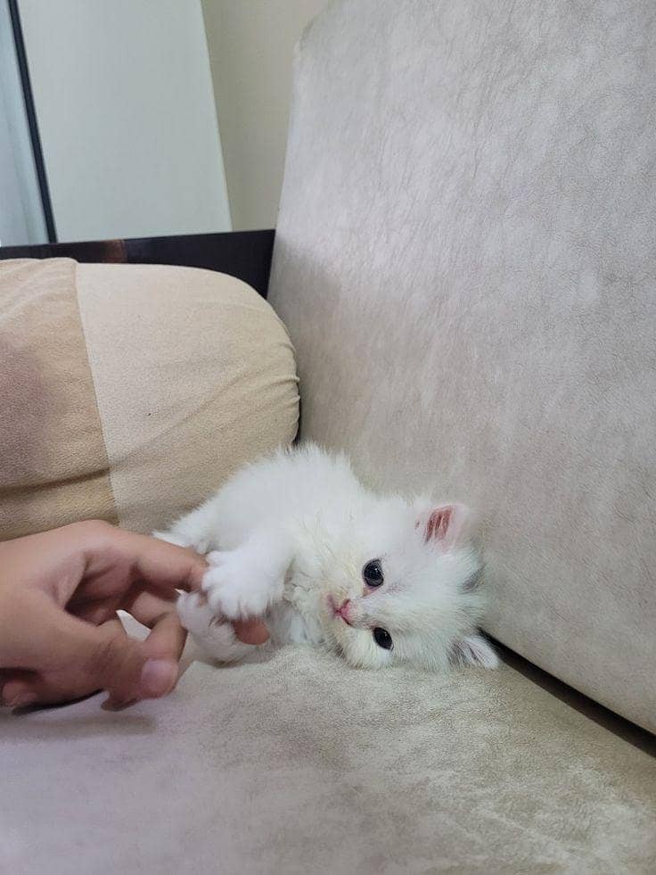 kitten with 2