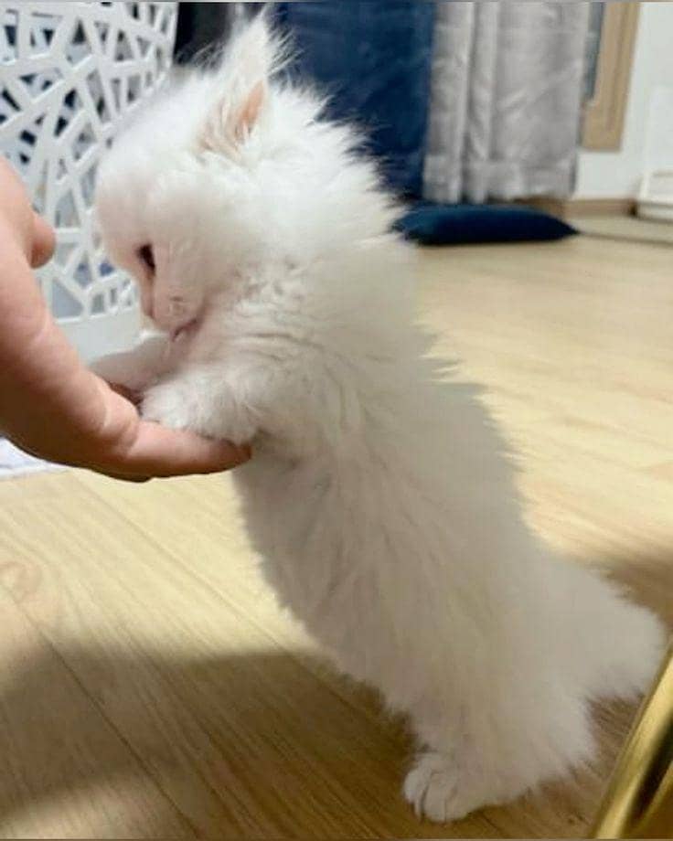 kitten with 3