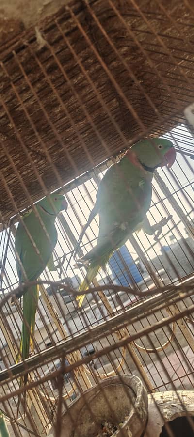 Raw and ringneck for sale