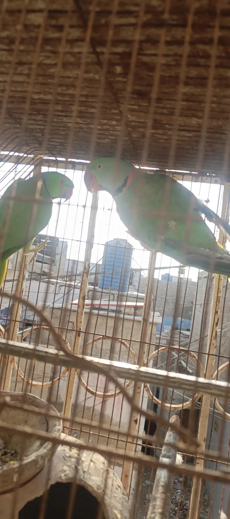 Raw and ringneck for sale — photo 2