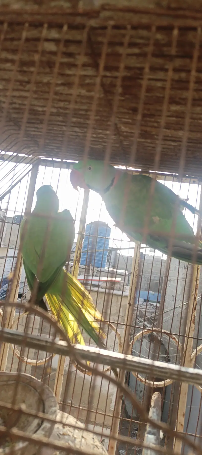 Raw and ringneck for sale — photo 3