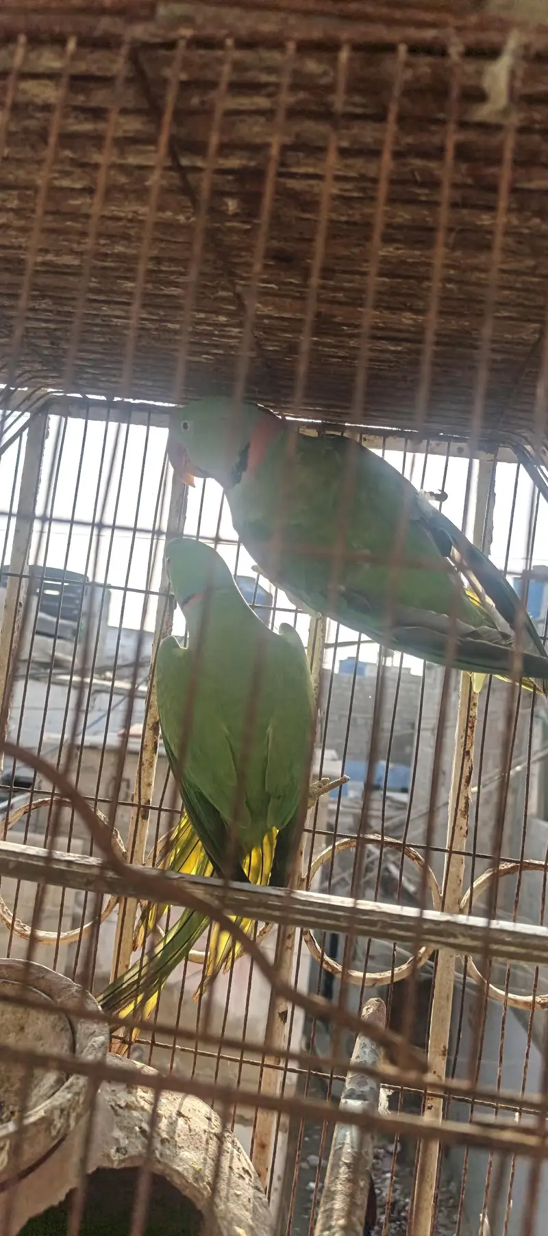 Raw and ringneck for sale — photo 4