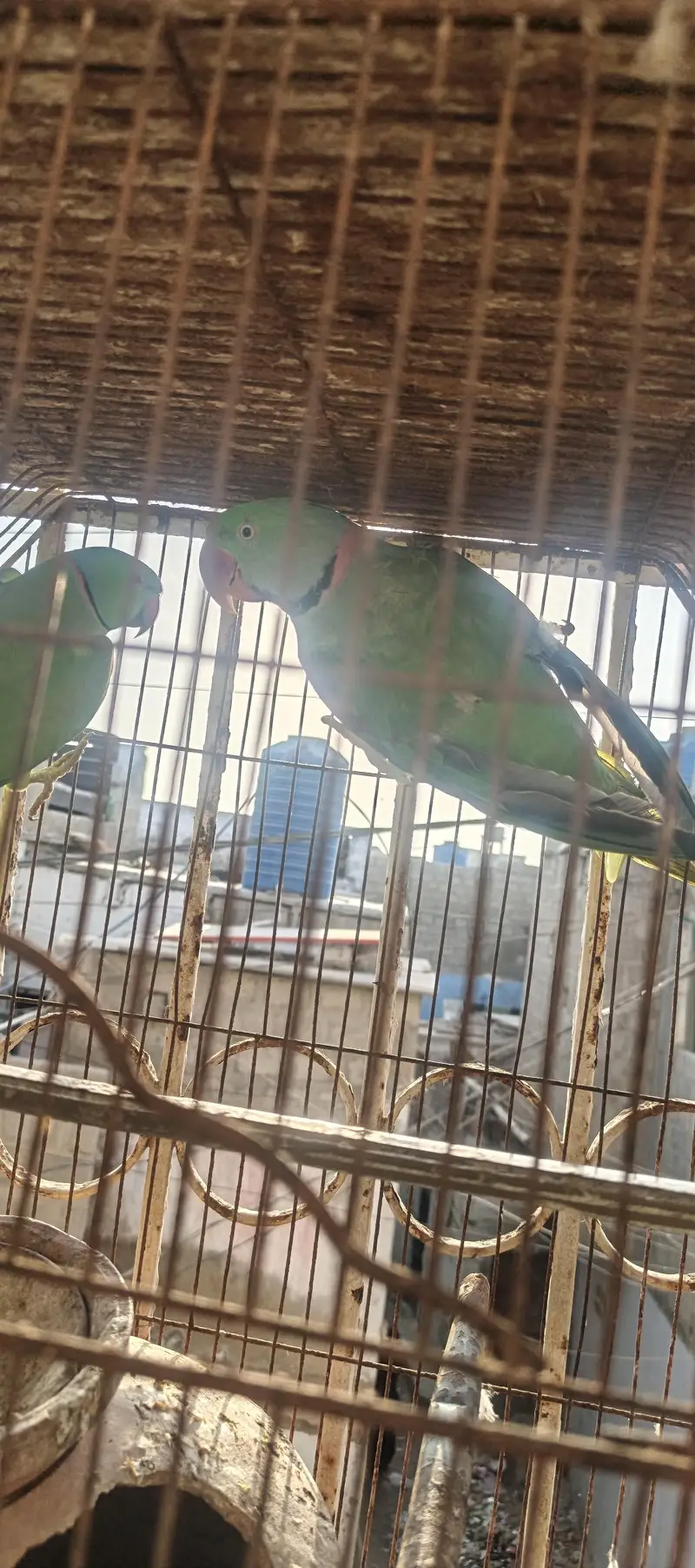 Raw and ringneck for sale — photo 5