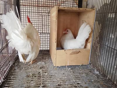 white japanese bantam