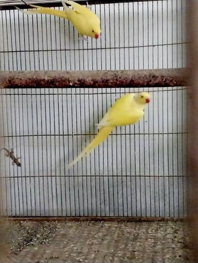 Yellow ring neck