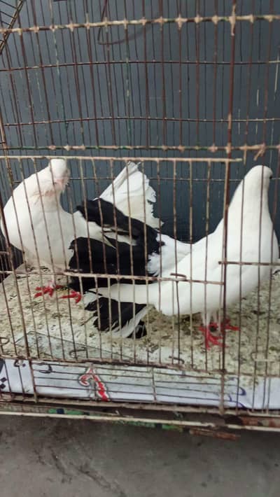 lucky pigeon