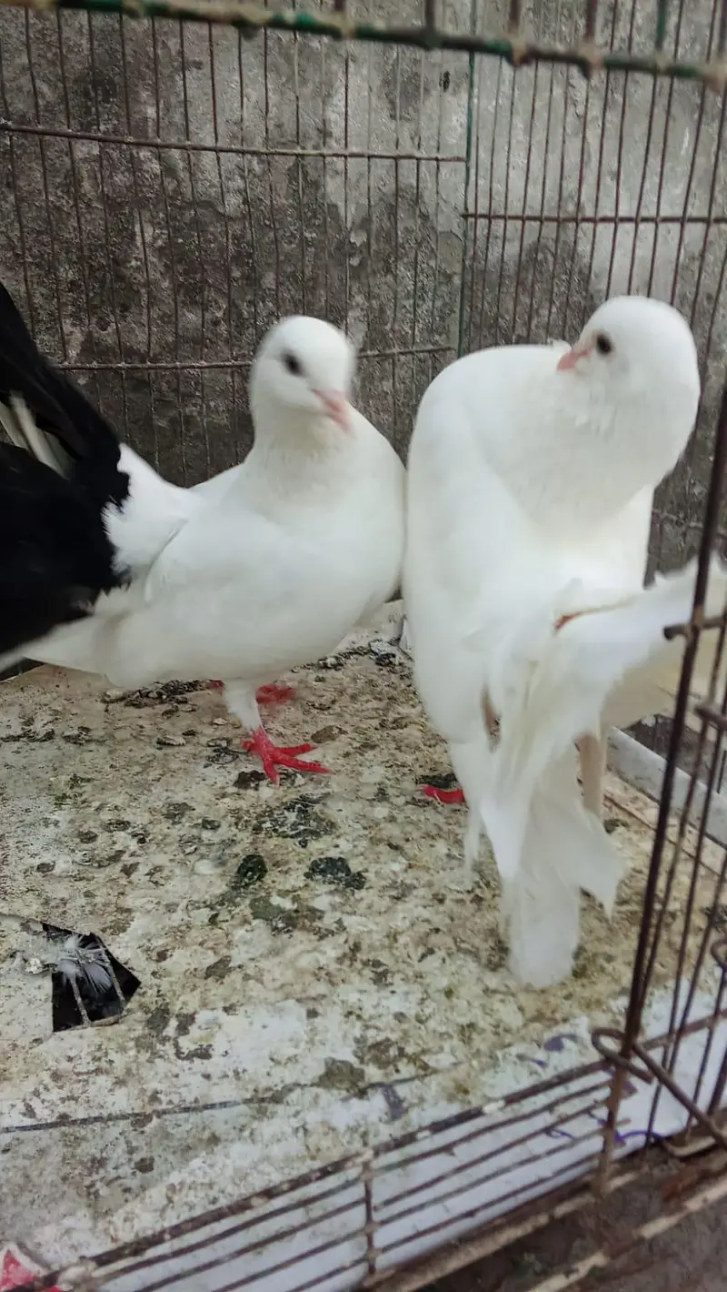 lucky pigeon — photo 2