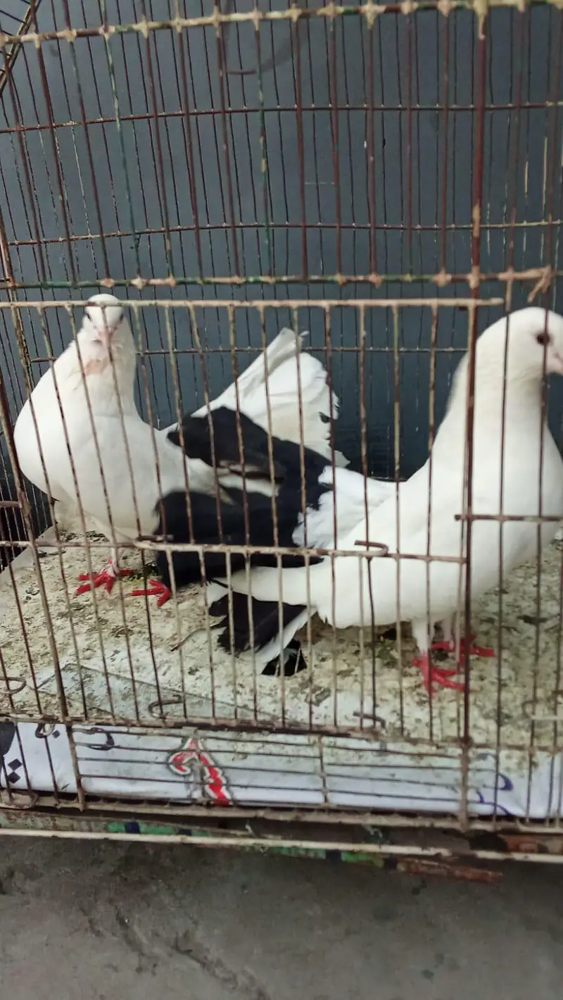 lucky pigeon — photo 3