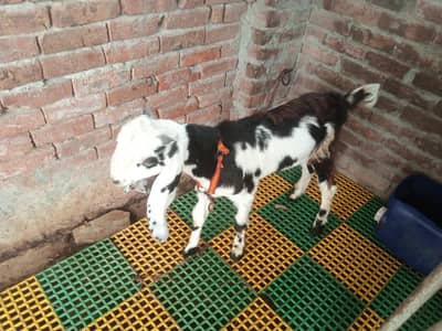 2027 ki qurbani py lgny wala bakra for sale