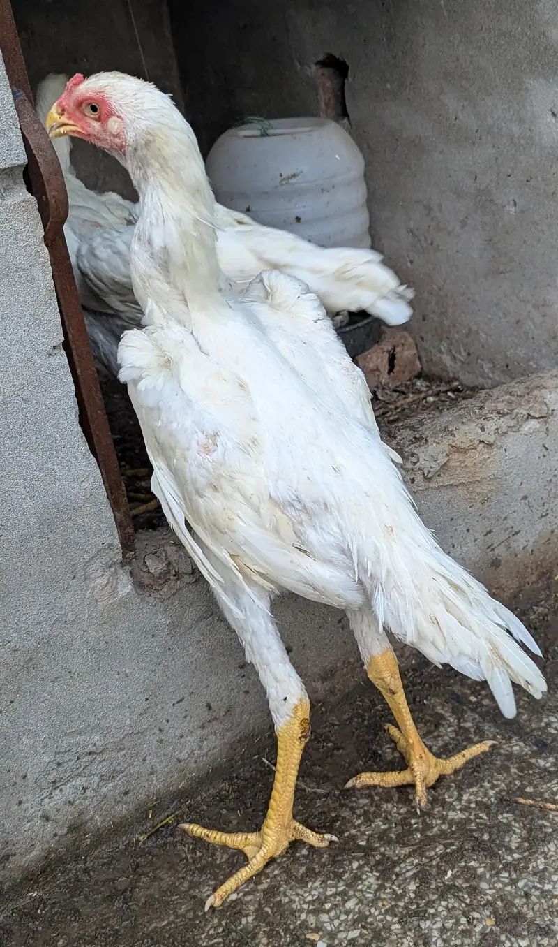 pure white Shamo — photo 2