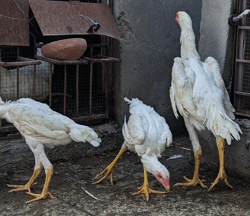pure white Shamo — photo 3