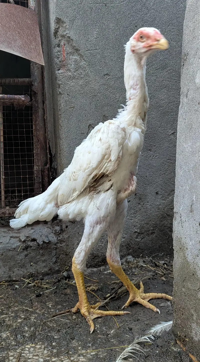 pure white Shamo — photo 7
