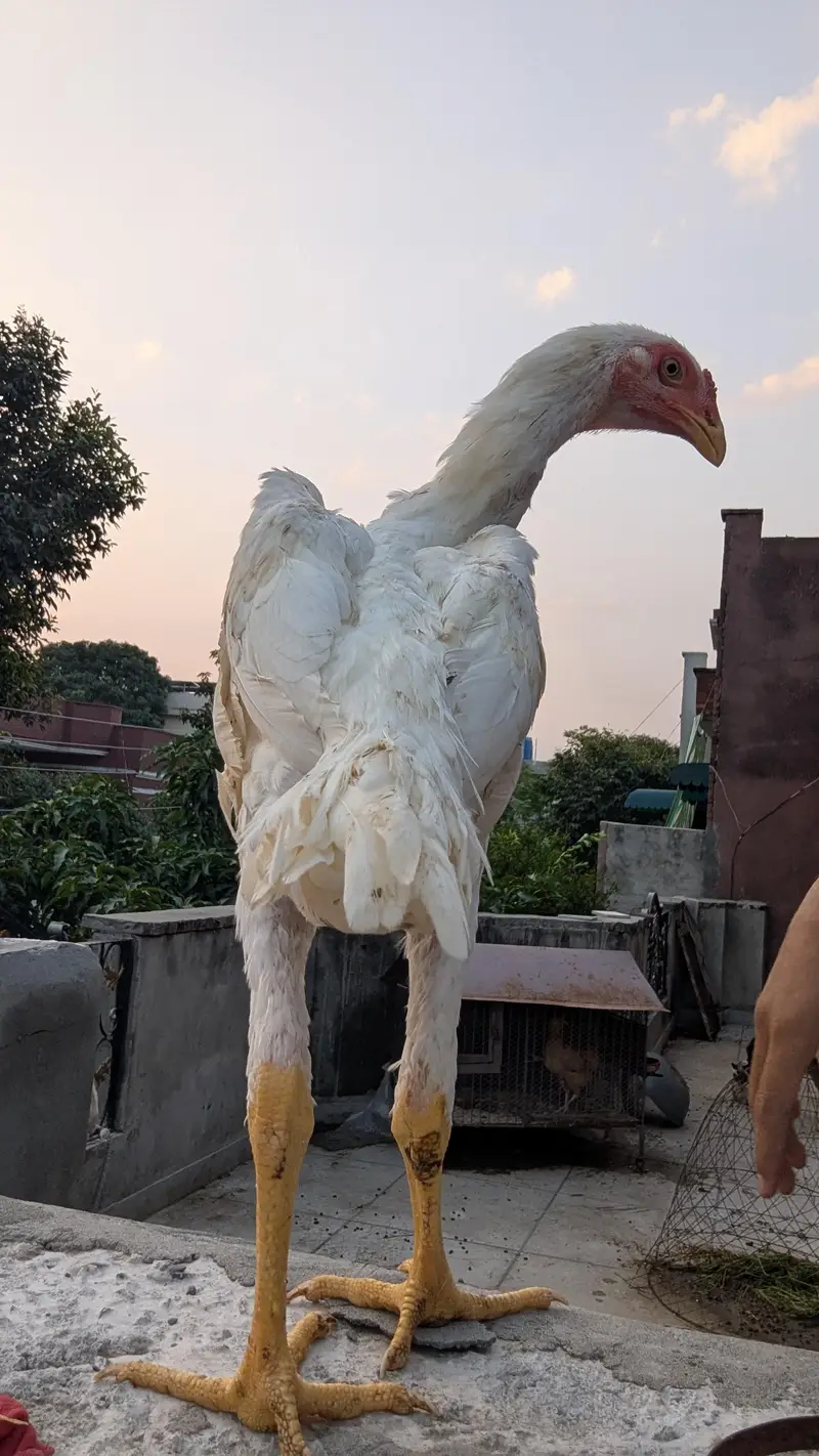 pure white Shamo — photo 8