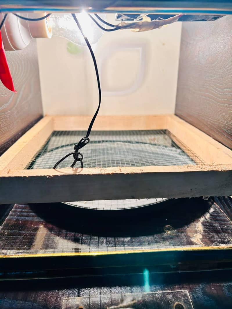incubator 2