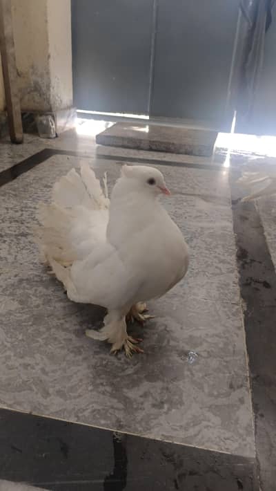 American faintail lucky