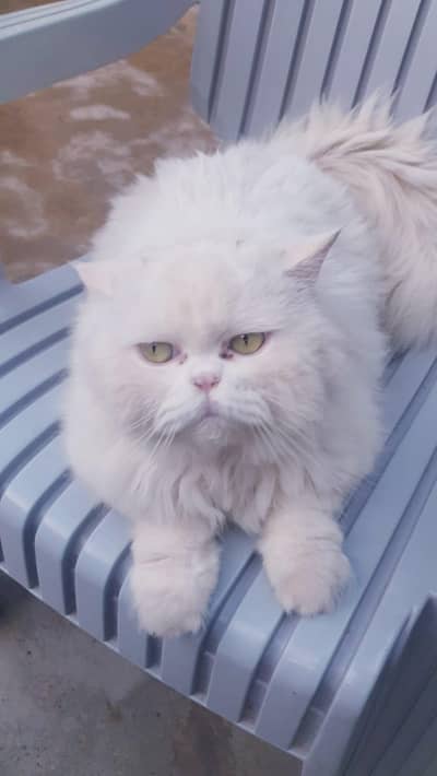 White persian cat for sale, doll face, fluffy coat