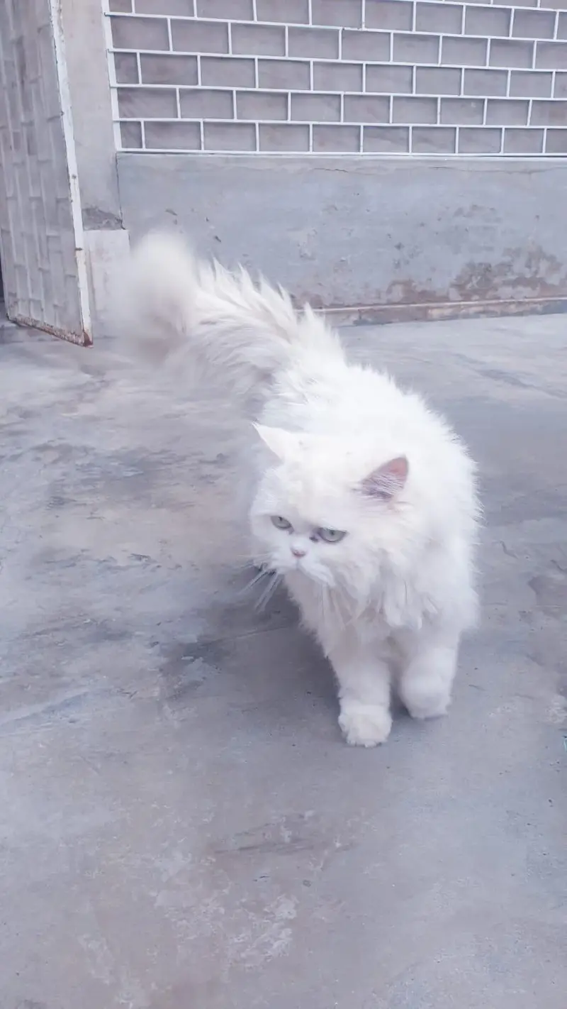 White persian cat for sale, doll face, fluffy coat — photo 2